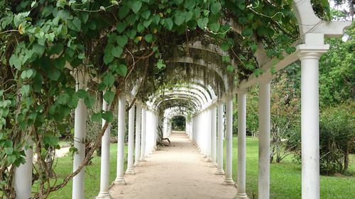 Tree canopy in park