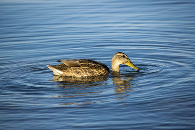 Duck swimming on lake