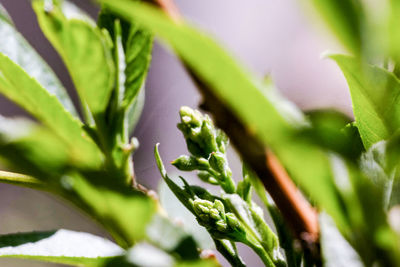 Close-up of green leaves