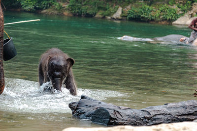 A female elephant and her baby in a national park forest