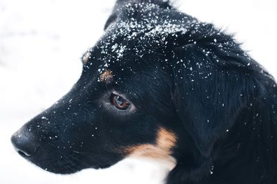 Close-up of black dog against sky