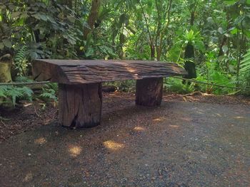 Tree trunk in forest