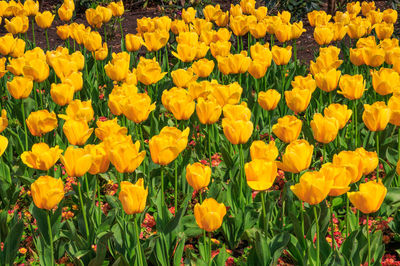 Full frame shot of yellow tulips growing on field