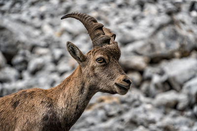 Alpine ibex