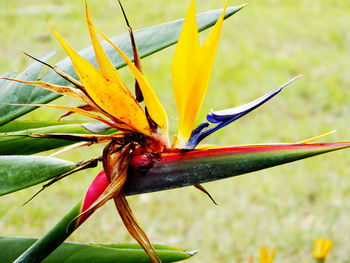 Close-up of insect on flower