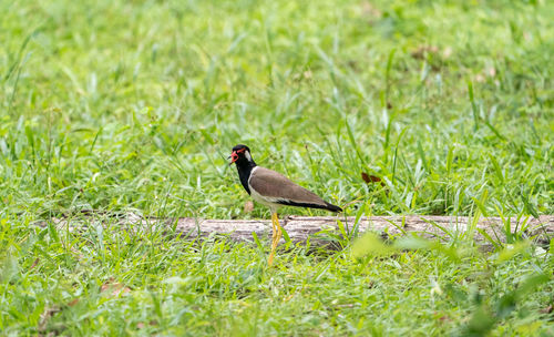 Bird perching on a field