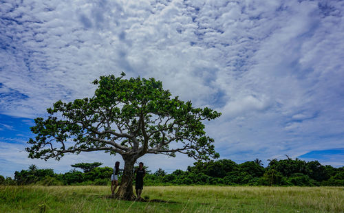 Tree on field against sky