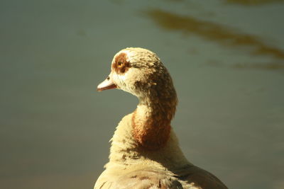 Close-up of bird in water