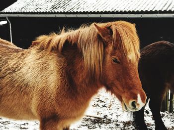 Horses in a horse