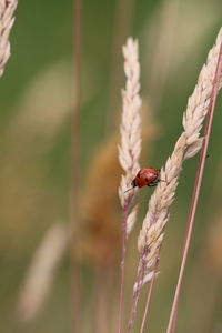 Close-up of ladybug on plant