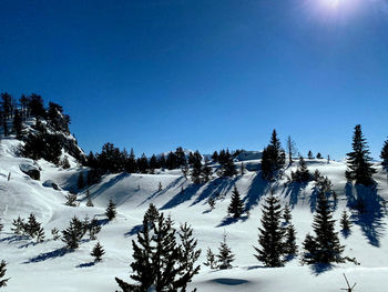 Pine trees on snow covered land against sky