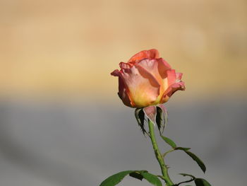 Close-up of wilted rose