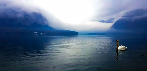 Swans swimming in lake against sky