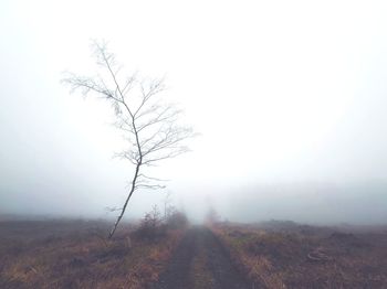 Bare tree on road against sky