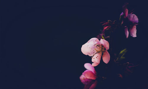 Close-up of flowers over black background