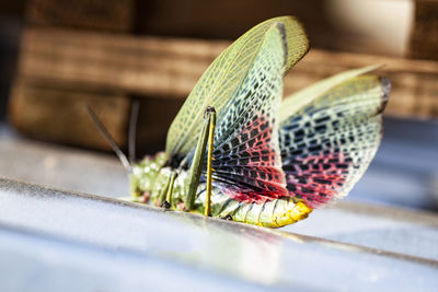 Close-up of butterfly on leaf