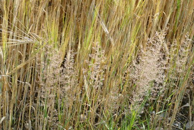 High angle view of bamboo on field