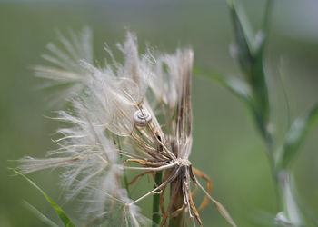 Close-up of insect on plant