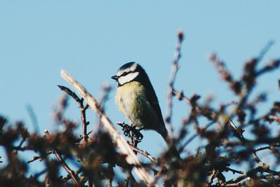 Close-up of bird perching on branch