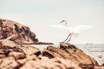 View of bird on rock