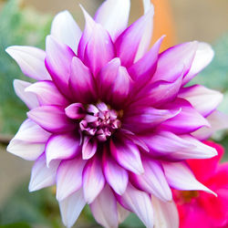 Close-up of pink flowers