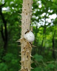 Close-up of mushroom growing on tree trunk