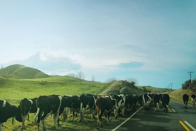 Cows on field against sky