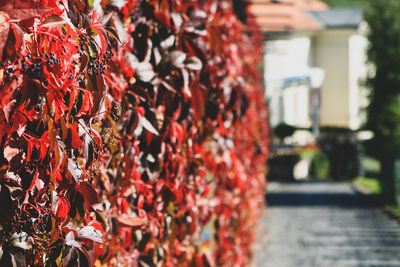 Close-up virginia creeper on walls, red and green leaves in autumn. wild grape background.