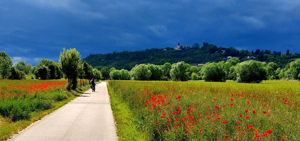 Scenic view of flowering trees on field against sky