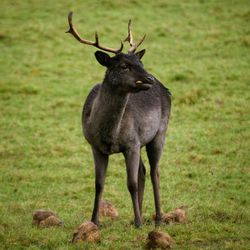 Fallow deer being fed by dinefwr national park