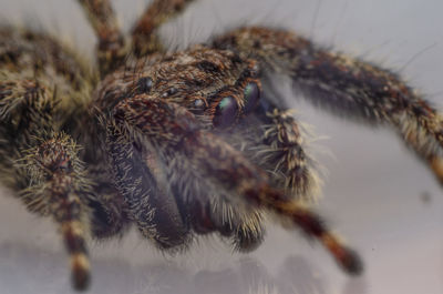 Close-up of spider