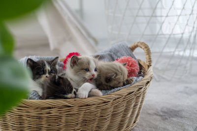 Cats relaxing in basket