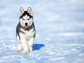 Portrait of dog on snow