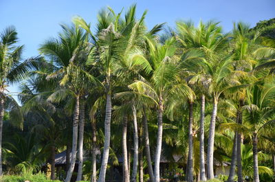 Low angle view of coconut palm trees on field against sky