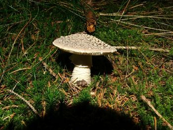 Plants growing on landscape