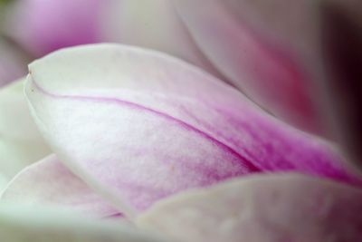 Close-up of pink flower