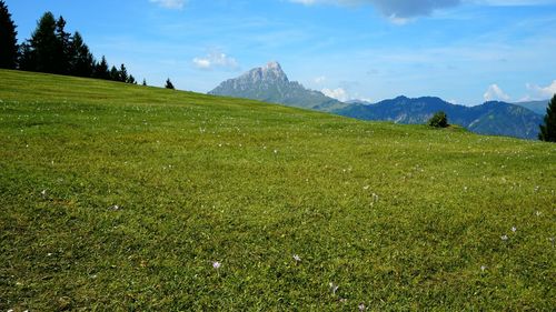 meadow