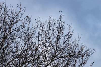 Low angle view of bare tree against sky