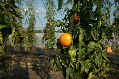 Interior view of an organic tomato greenhouse with rows of plants  rorange tomato and green leaves. 