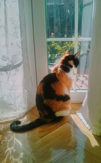 Cat sitting on window sill