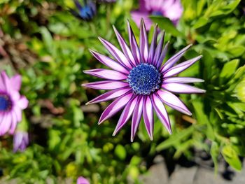 Close-up of purple flower