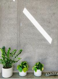 Green plants in front of gray and minimalistic concrete wall