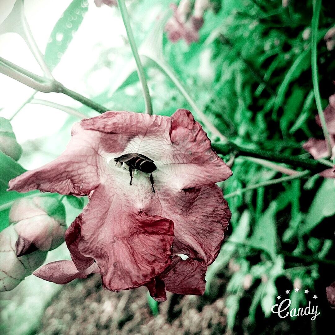 CLOSE-UP OF INSECT ON PINK FLOWERS