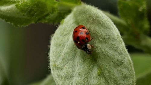 Close-up of ladybug on leaf