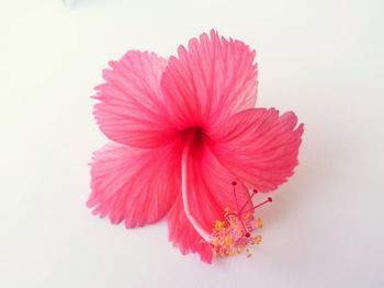 Close-up of pink flowers over white background