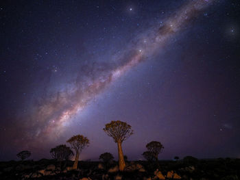 Low angle view of trees against sky at night