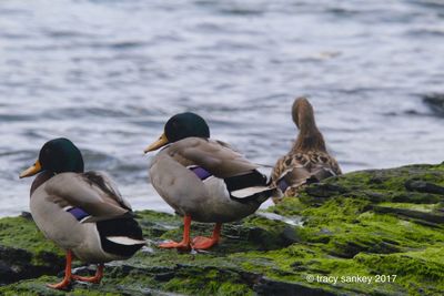 Close-up of birds in water