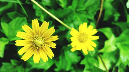 Close-up of yellow flowers blooming outdoors