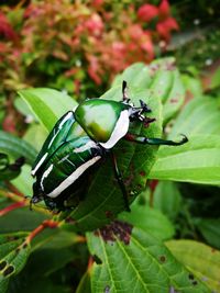 Close-up of insect perching on leaf