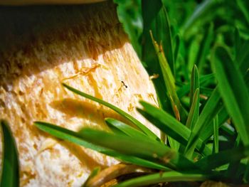 Close-up of crab on grass